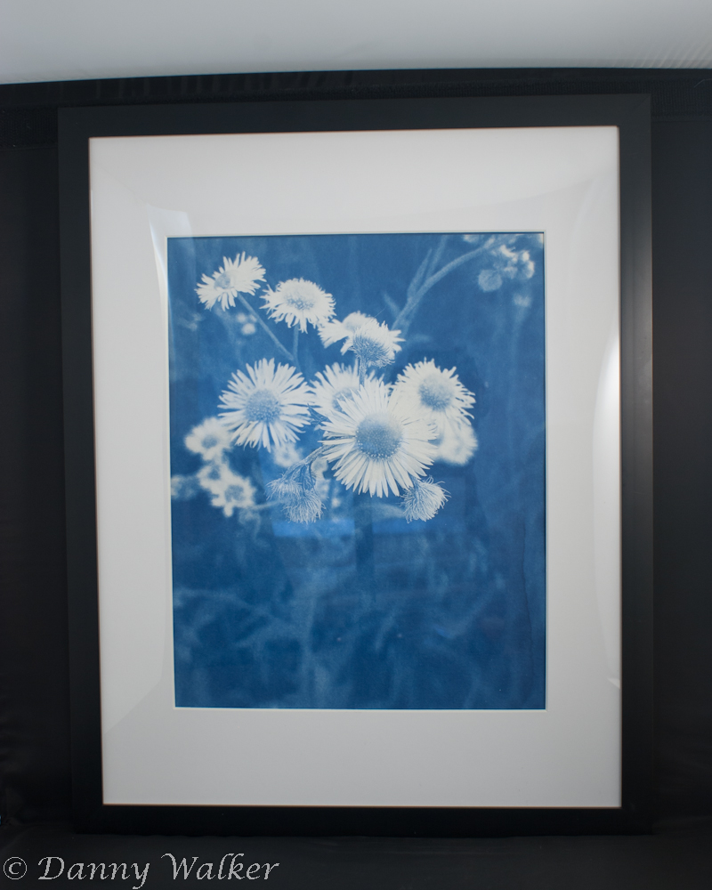 A cyanotype print of a few daisies.