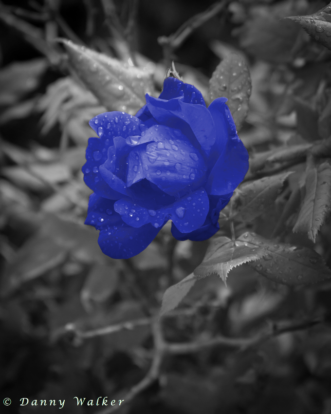A single rose colored blue with a gray background.